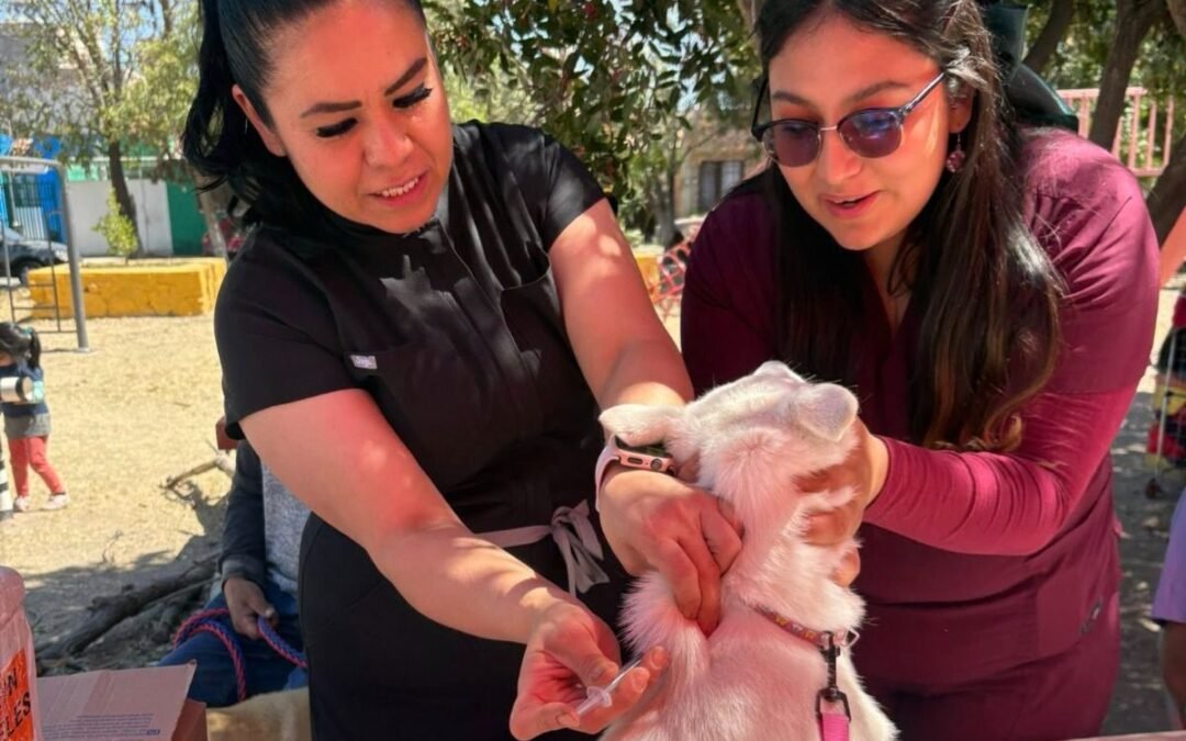 Ayuntamiento de SLP lleva vacunación antirrábica gratuita a la colonia Mezquital